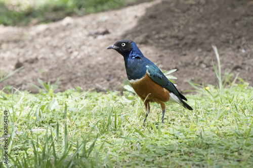 Superb starling who walks on a green lawn on a bright sunny day