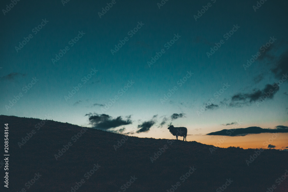 Schaf Silhouette im Abendrot Sonnenuntergang auf dem Berg, Bauern füttern Nutztiere