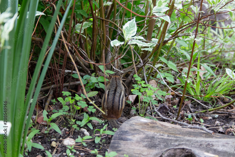 Fototapeta premium Chipmunk with leaves