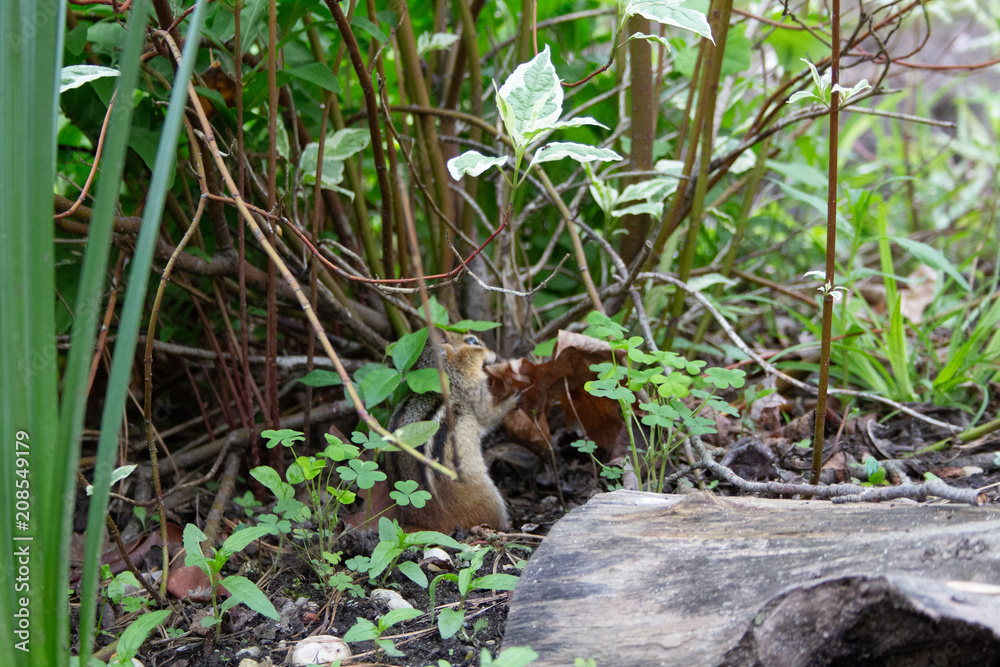 Chipmunk with leaves
