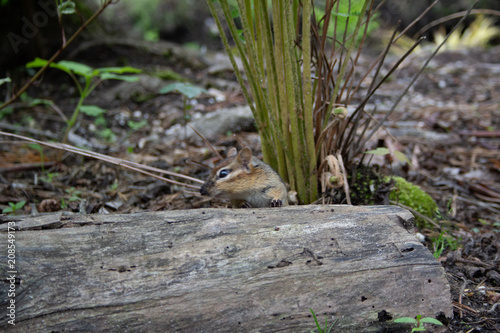 Chipmunk with leaves