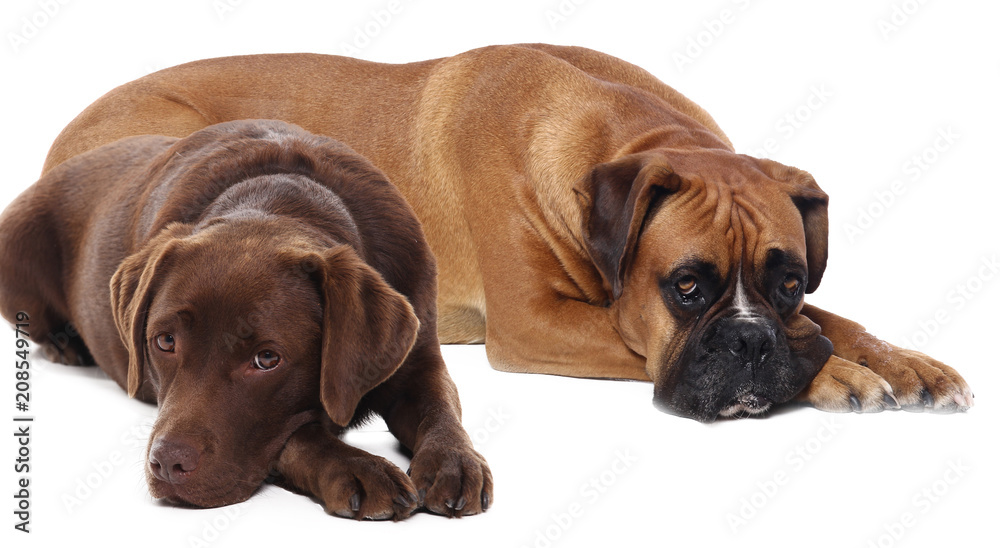 Obraz premium Two dogs together