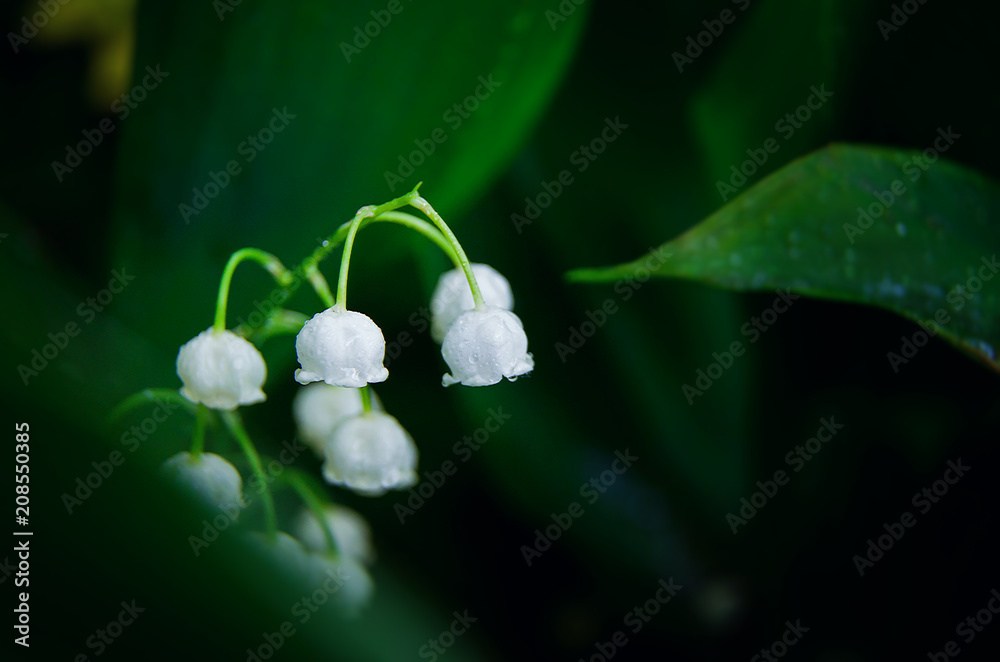 lilies of the valley