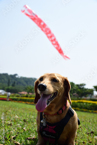特大鯉のぼりと犬