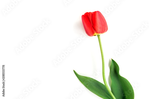 Red tulips in vase isolated on white background.