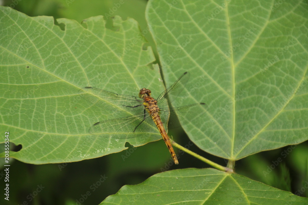 とんぼ Dragonfly とんぼ Dragonfly