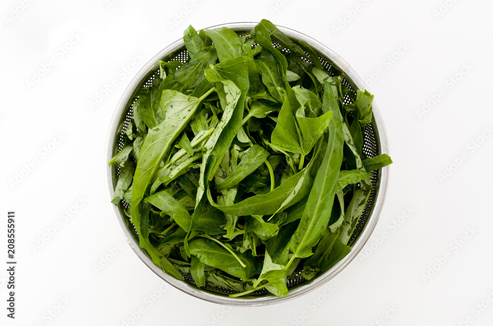 空心菜(クウシンサイ)の葉 空心菜(クウシンサイ)の葉