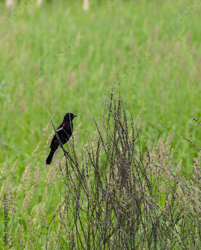 red wing blackbird