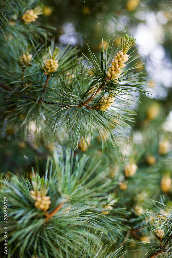 Young cones pine conifer close-up on branches. Blurred background. Branches of an eternally green tree and young shoots of cones