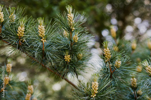 Young cones pine conifer close-up on branches. Blurred background. Branches of an eternally green tree and young shoots of cones