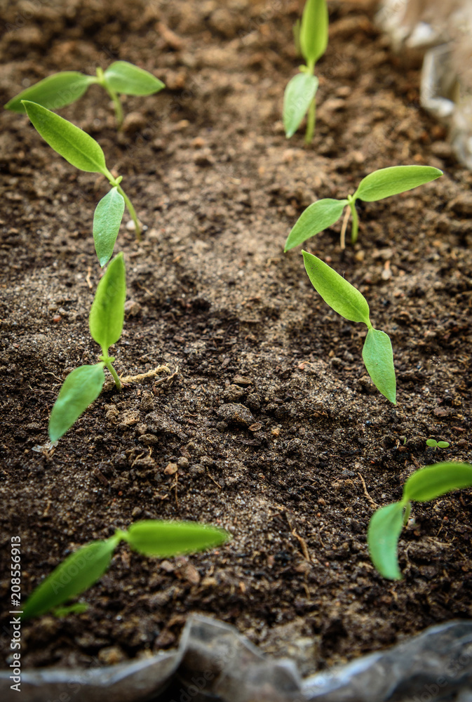 Small green peper seedling growing in soil. Early spring planting.