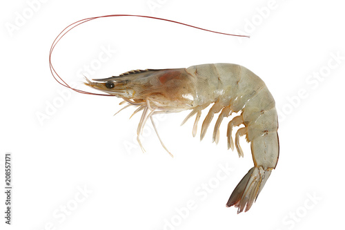Fresh shrimp isolated on white background, clipping path