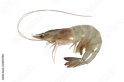 Fresh shrimp isolated on white background, clipping path