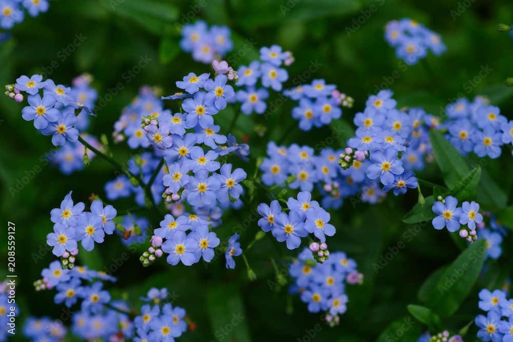 Fototapeta premium Forget‐me‐not (Myosotis scorpioides) 
