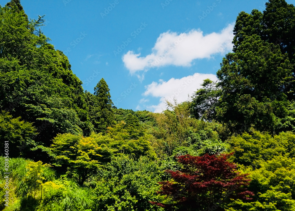 Valley green of Chiba JAPAN
