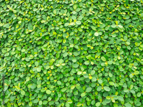 Backdrop of green leaves natural wall.