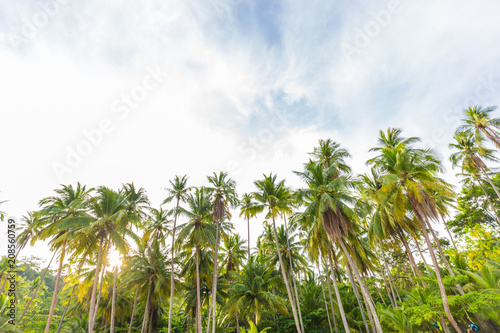 Coconut palm tree on tropical beach morning nature view at Koh Kood