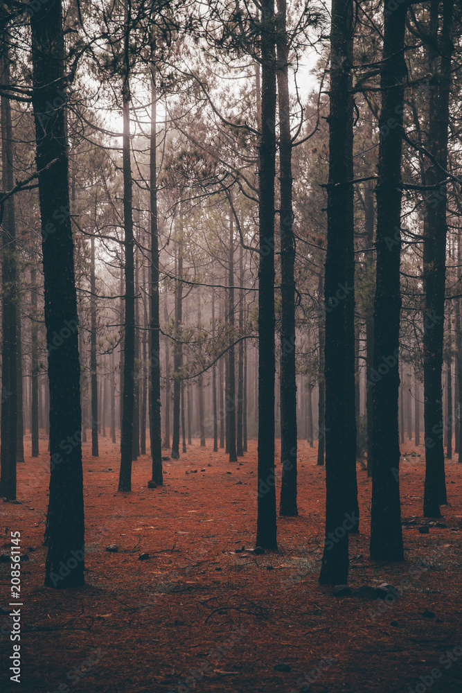 Herbst Wald im Nebel orange düster und Mystisch Märchenwald Herbst Wald im Nebel orange düster und Mystisch Märchenwald