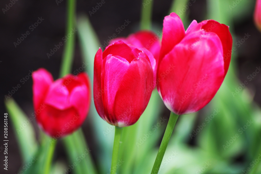 Fototapeta premium Beautiful Red Tulips, flower in the garden