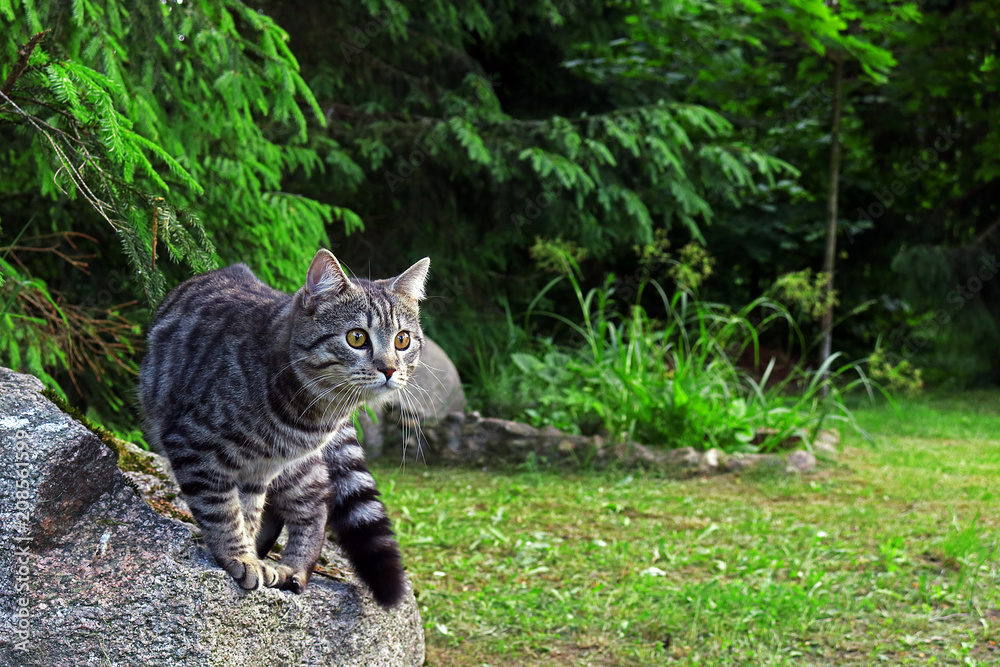 cat Barney on stone