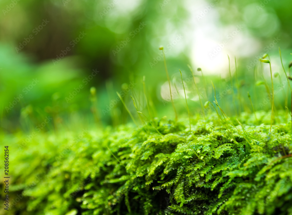 Sporophyte of freshness green moss with water drops growing in the rainforest Sporophyte of freshness green moss with water drops growing in the rainforest