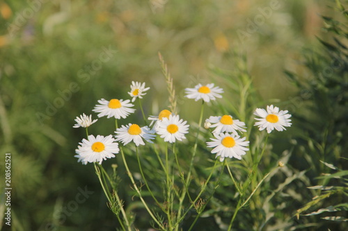 daisy, flower, nature, white, grass