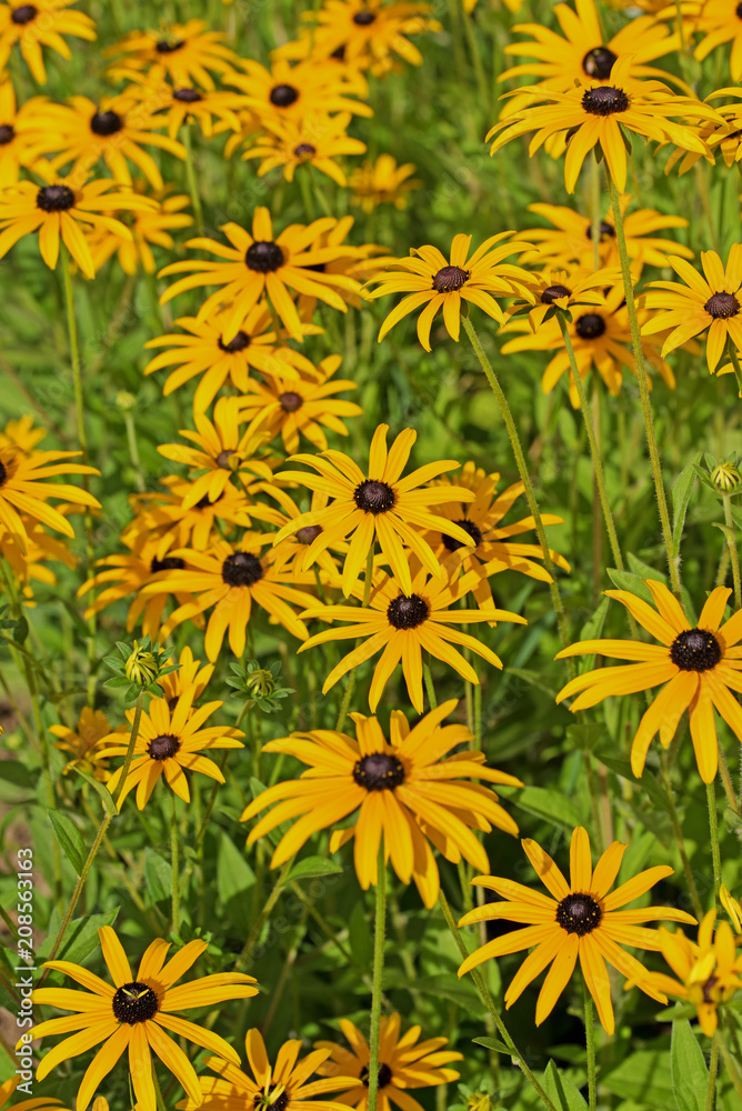 Leuchtender Sonnenhut, Rudbeckia fulgida