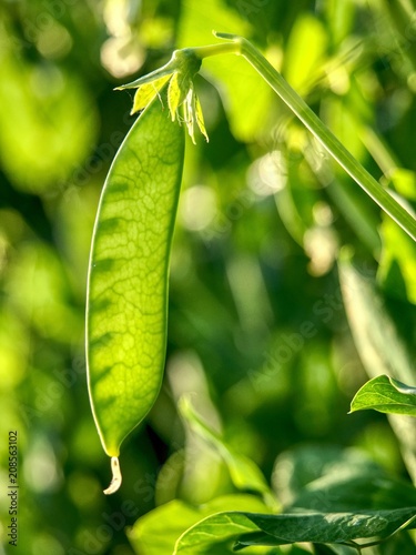 Fresh bright green pea pods on a pea plants in a garden. photo