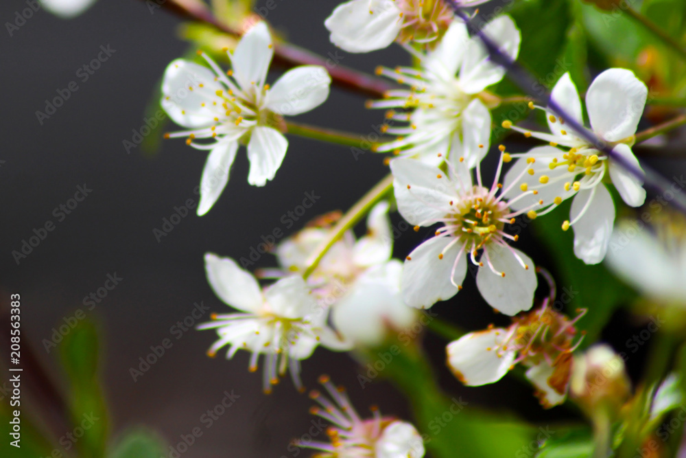 White cherry blossoms in spring sun with blue sky and tender bokeh White cherry blossoms in spring sun with blue sky and tender bokeh