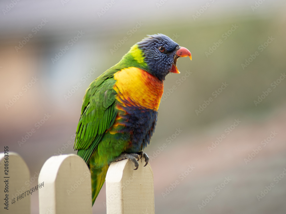 Naklejka premium Angry Lorikeet