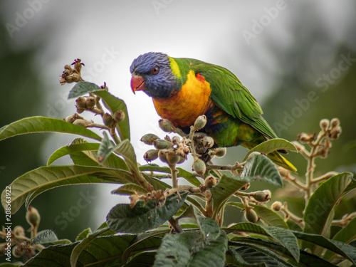 About to fly Lorikeet