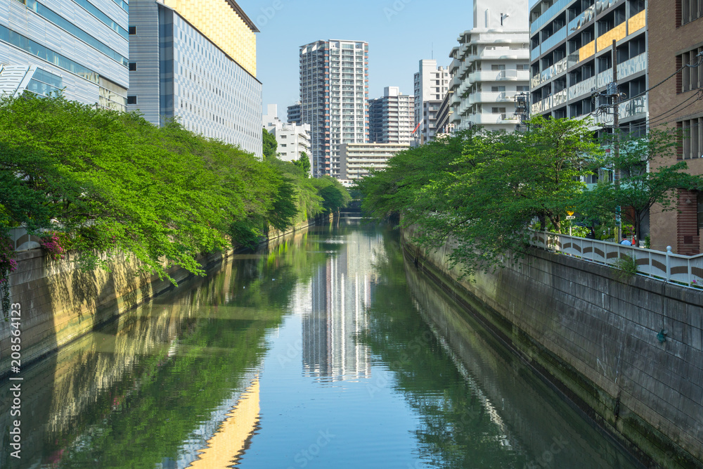 東京　目黒川と春の新緑２