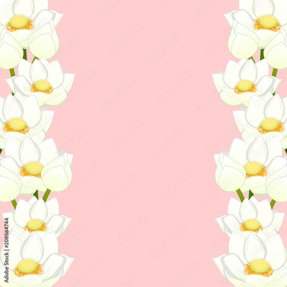Nelumbo nucifera - Indian lotus Border, sacred lotus, bean of India, Egyptian bean. National flower of India and Vietnam. Vector Illustration. isolated on White Background. Nelumbo nucifera - Indian lotus Border, sacred lotus, bean of India, Egyptian bean. National flower of India and Vietnam. Vector Illustration. isolated on White Background.