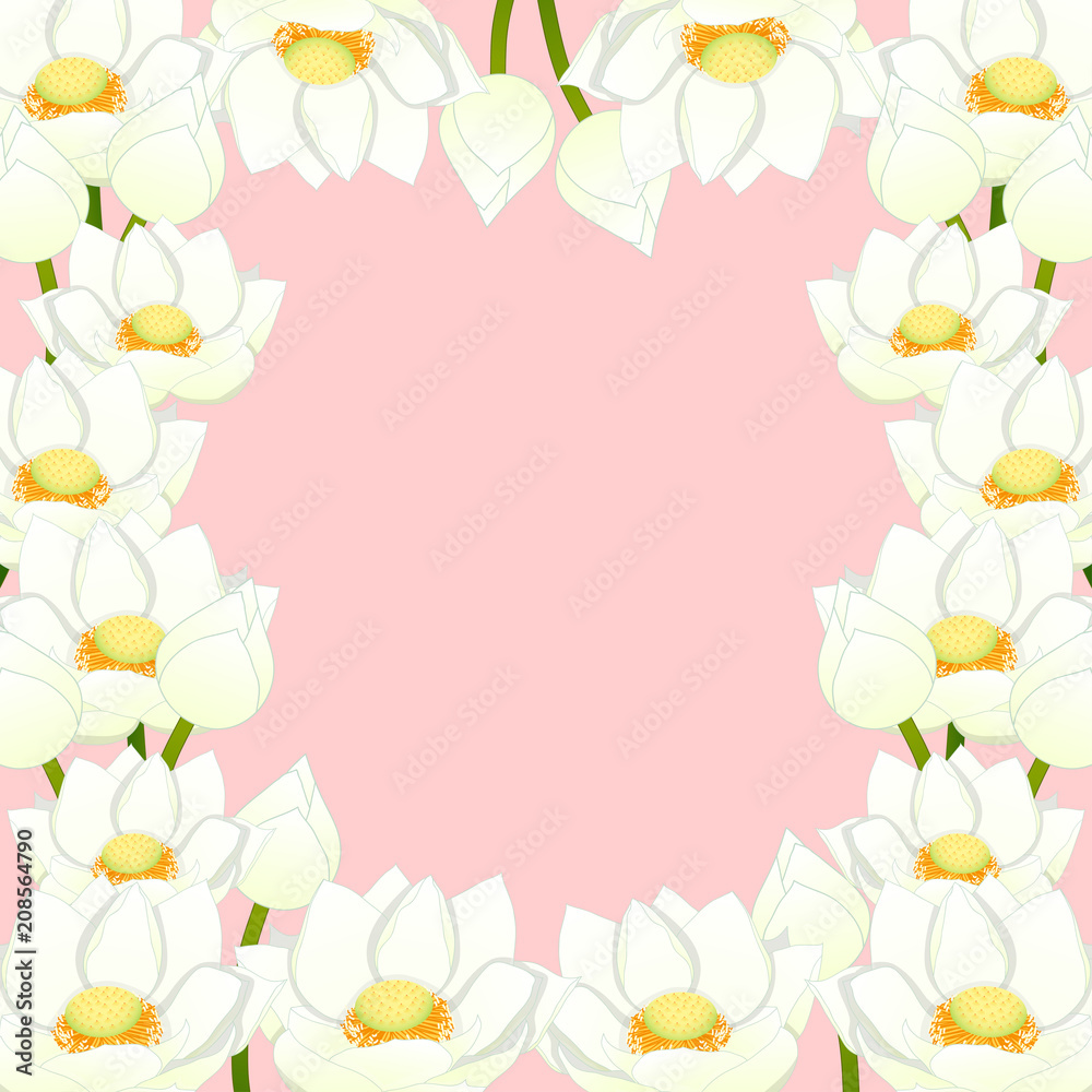 Nelumbo nucifera - Indian lotus Border, sacred lotus, bean of India, Egyptian bean. National flower of India and Vietnam. Vector Illustration. isolated on White Background. Nelumbo nucifera - Indian lotus Border, sacred lotus, bean of India, Egyptian bean. National flower of India and Vietnam. Vector Illustration. isolated on White Background.