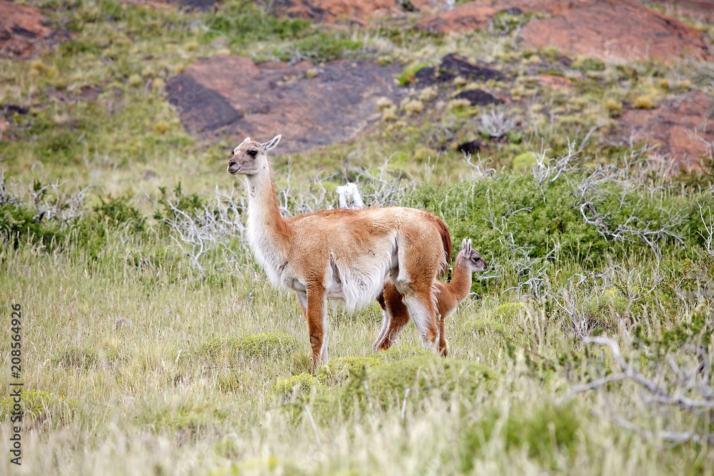 Guanaco (Lama guanicoe) in Torres del Paine National Park, Magallanes Region, southern Chile Guanaco (Lama guanicoe) in Torres del Paine National Park, Magallanes Region, southern Chile