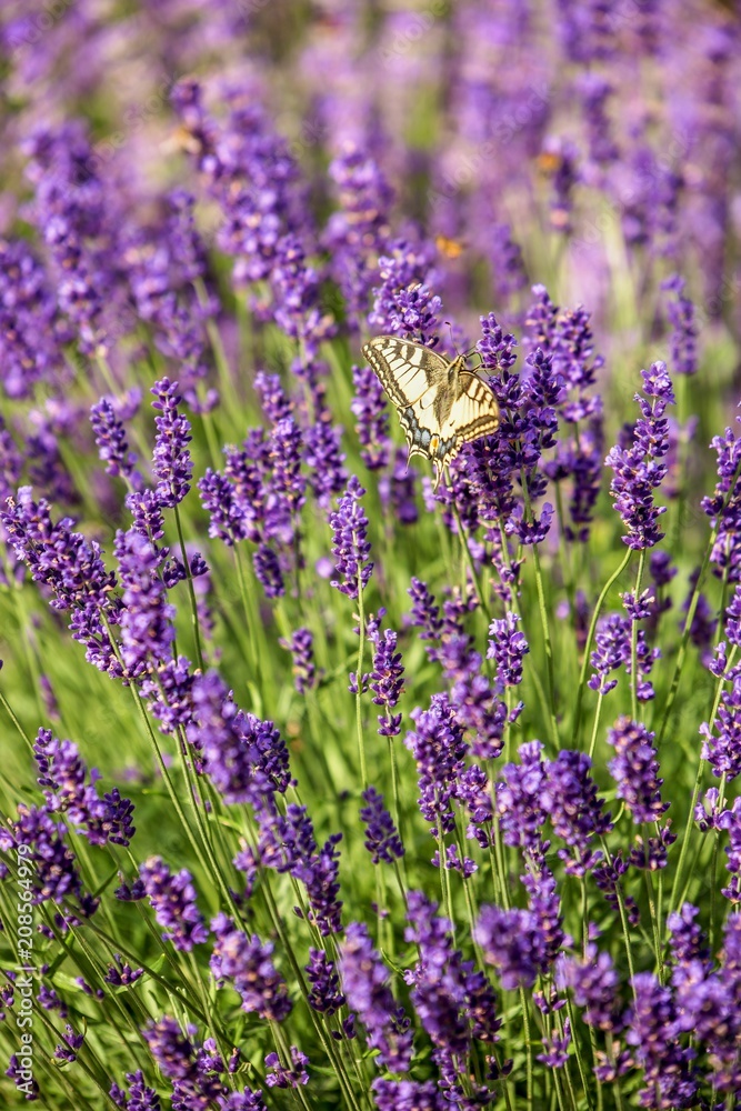 Obraz premium Butterfly flying over lavender flower, butterflies on lavender flower