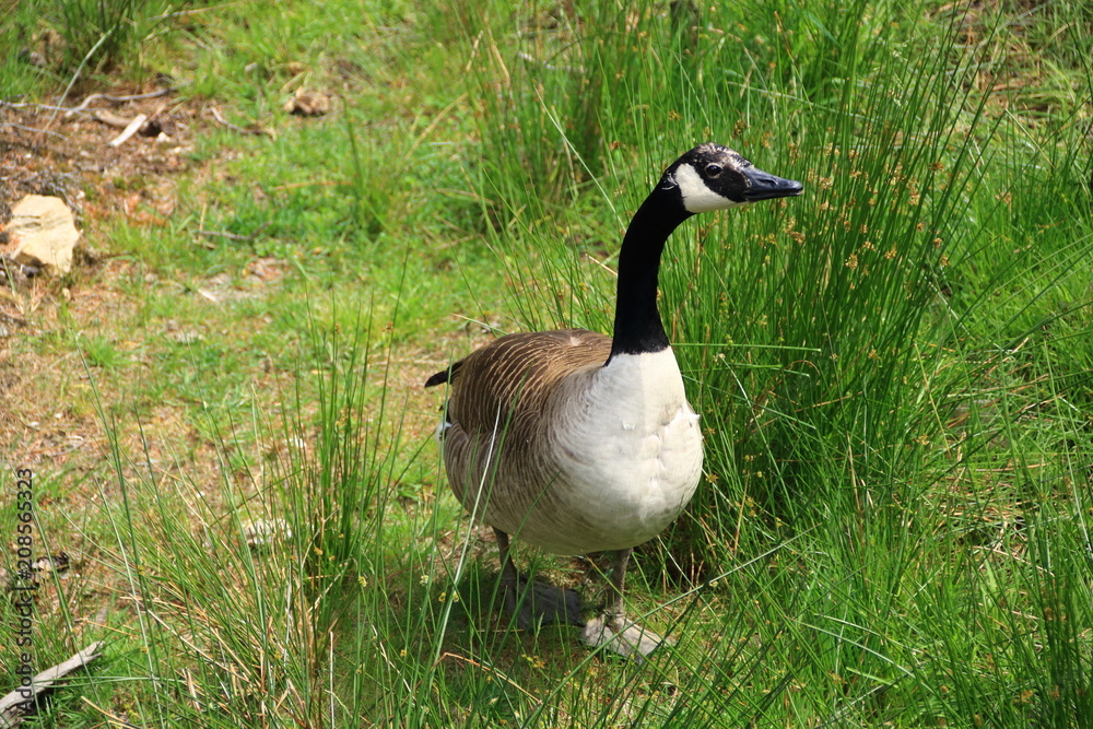 Wildgans auf einer wiese Wildgans auf einer wiese