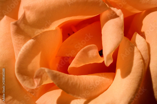 rose flower close-up