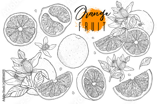 Fotografia Ink hand drawn set of orange fruit