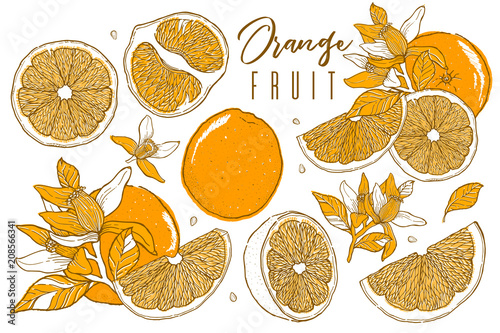 Hand drawn illustrations of beautiful orange fruits. Food element collection. Vintage scetch. Drawings of whole, half and sliced ripe oranges, juice, segment.