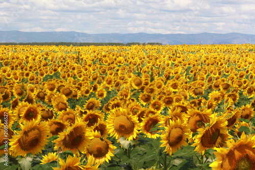 sunflower  field  flower  yellow  nature  agriculture  summer  sky  sun  sunflowers  landscape  green  plant  blue  meadow  sunny  bright  blossom  beauty  farm  growth  beautiful  natural  seed  rura