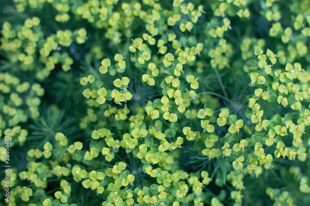 Fototapeta Małe kwiaty