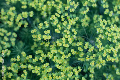 Fototapeta Małe kwiaty