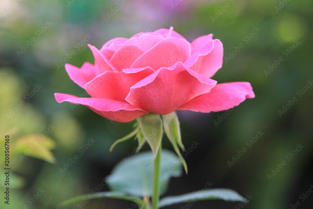 flower, rose, pink, nature, garden, green, plant, flowers, red, petal, petals, blossom, beautiful, flora, summer, beauty, love, macro, spring, bloom, color, bud, leaf, bright, close-up