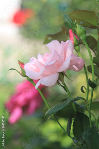 flower, pink, rose, nature, green, plant, garden, blossom, spring, flowers, summer, red, beauty, bloom, beautiful, floral, petal, flora, leaf, lotus, roses, leaves, petals, love, tulip