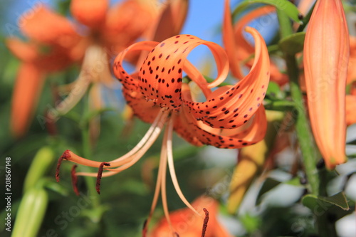 flower, lily, orange, nature, plant, red, garden, green, petal, macro, summer, flowers, beauty, flora, tiger, stamen, spring, beautiful, yellow, blossom, leaf, white, isolated, lilium, bud