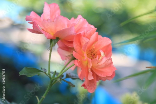 flower  pink  rose  nature  garden  plant  red  flowers  blossom  summer  green  beauty  flora  floral  bloom  leaf  spring  geranium  petal  beautiful  macro  color  plants  leaves  colorful