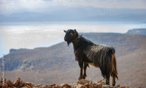Cretan goat in the mountains against the background of the Mediterranean Sea photo