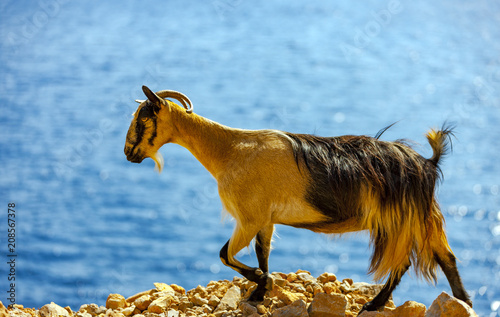 Cretan goat in the mountains against the background of the Mediterranean Sea photo