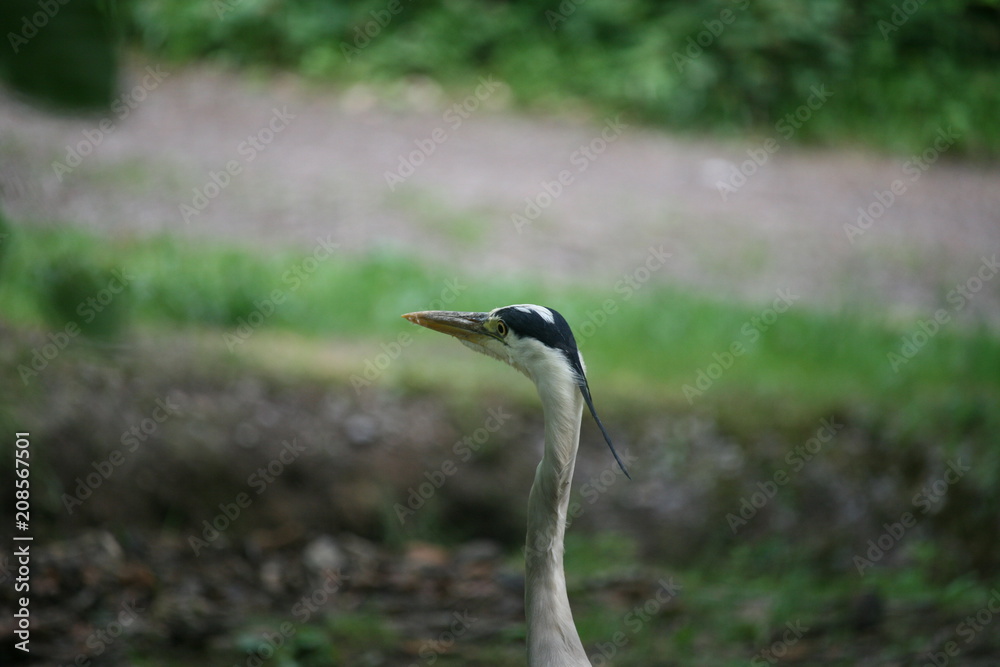 Obraz premium Kopf eines Graureihers